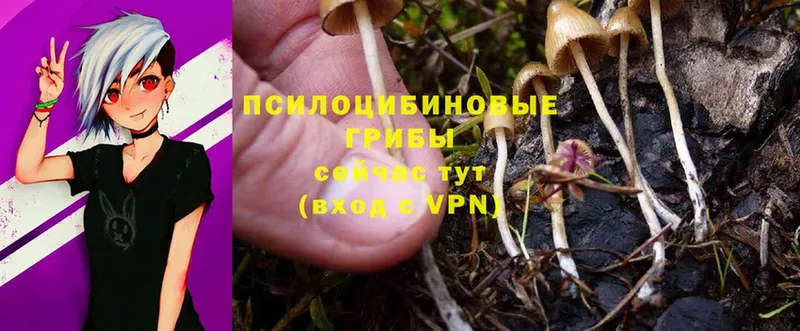 Псилоцибиновые грибы Psilocybe  ссылка на мегу рабочий сайт  Малаховка  дарнет шоп 